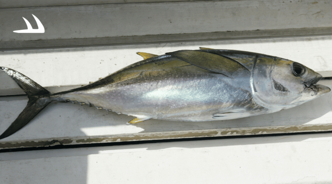 How I Got Injured Using a Cheap Fillet Knife